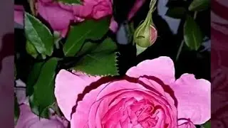 18 июля 2021 г. Роза плетистая Пинк Клауд.