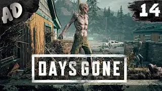 ЖЕСТКИЕ ЗАТУПЫ! Прохождение Days Gone Жизнь После на Русском #14