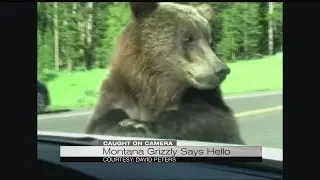 Don't feed the bears