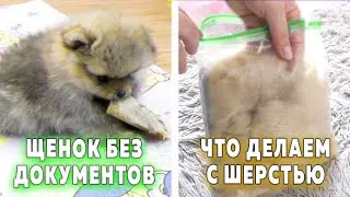 Spitz puppies are 54 days old. Sell without papers. We collect wool. How to stop claw bleeding