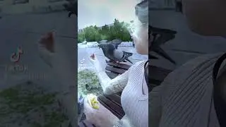 голуби отбирают пиццу 😂