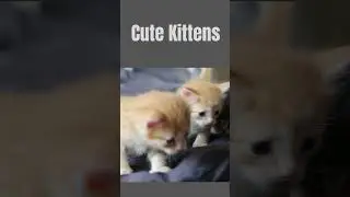 These Kittens will Steal Your Heart! #ytshorts #kittens #cutecats