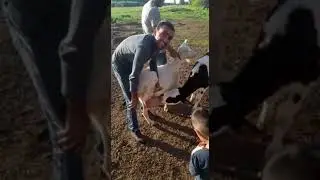 Гова да бз макундан лайка бшап