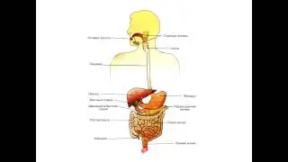 Anatomy. Digestive system