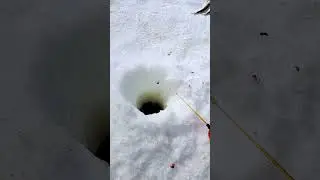 Клюёт