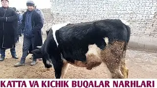 KATTA VA KICHIK BUQALAR NARHLARI QORA TURBO BAYMOQLI MOL BOZORI 