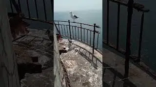 Conversation with seagulls