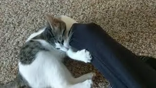 chloe tries to eat my arm