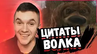АУРУМ СМОТРИТ: ЦИТАТЫ ВОЛКА ИЗ ТИК ТОК | МУДРОСТЬ ВОЛКА | TIKTOK ПОДБОРКИ | МЕМЫ ВОЛК #1