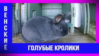 Кролики .Венские голубые.
