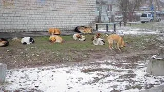 Бродячие собаки