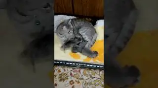 соня родила 4 котёнка я рада!!!