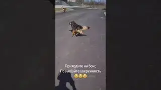 #мотивациядостижений #мотивациюнадоподнять #смешно #ржака