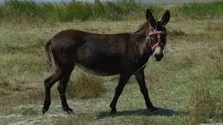 БЕХТАРИН СУРУДИ КИШЛОКИ 😊😊