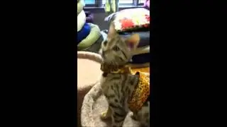 Cat Jumping Around at Braxton's Animal Works