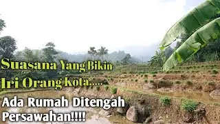 Rumah Yang Bikin Betah Berada Di Tengah Persawahan