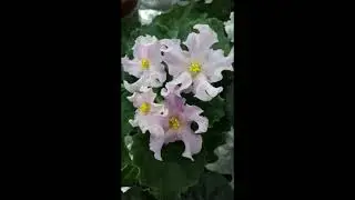 мои фиалочки 2021