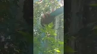 Найшовся наш рій