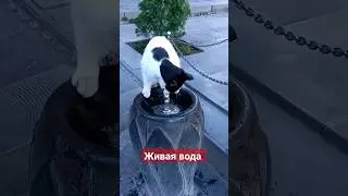 Живая армянская вода #армения #ереван #пулпулак #хабаровск #дальнийвосток
