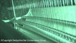 Bats falling into Harp Trap