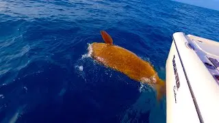 HUGE Goliath Grouper | SHARK Attacks an Amberjack on video