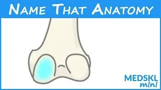 Name That Anatomy - Episode 186