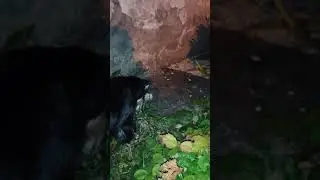 Злата знакомиться с лягушкой 😁