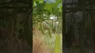 naka harvest narin sa aming upo mayumi f1