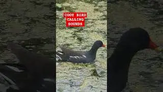Cute Coot sound! #birdwatching #nature #wildlife #canalwalk #cootbird #singingbird