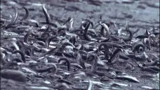 Как нерестится мойва (Mallotus villosus) у берегов Ньюфаундленда и зачем она выбрасывается на берег?