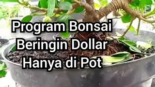 Bonsai Beringin Dollar - di buat Hanya di Pot ,