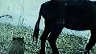 حمار و  الخنزير البري