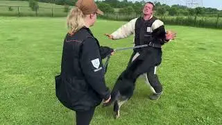 Working German Shepherd Kojak for sale