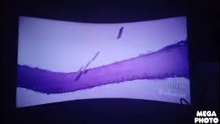 Poles A Ulovs Story (2025) End Credits Theatrical Edition