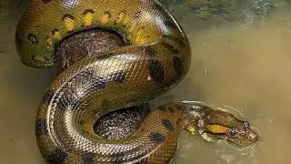 पटना Zoo में Snakes House 😱 आपने ऐसा नहीं देखा होगा।। #trending