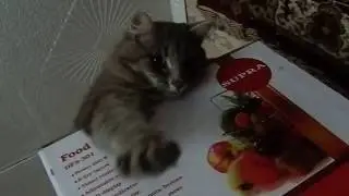 #Cмешные