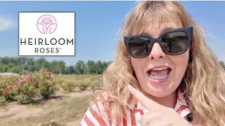 Acres of ROSES! | My Heirloom Roses Tour 🌱🌹🪴