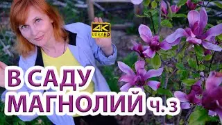 Магнолии ч.3  желтая магнолия - Yellow Bird и самая темная нашего сада - magnolia liliiflora nigra