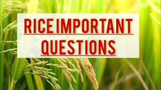 RICE IMPORTANT QUESTIONS #viralvideo #video #trending #trend #agriculture #afo #comptetion #vtuber