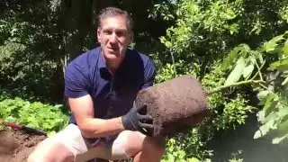 AVOCADO TREE PLANTING TIPS | IV Organic Sunblock 3-IN-1 For Trunk, Branches & Foliar Spray