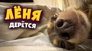Лёня дерётся