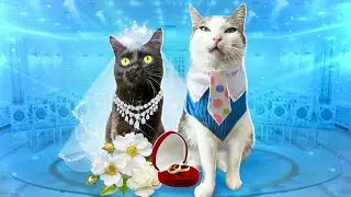 Jokes and fails with our pets 2: how Mishka seduced Sonya / SANI vlog