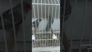 Приехали мои итальянцы. Агат красный мозаик