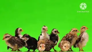 CHIKEN GREEN SCREEN | NO COPYRIGHT | 100% COPYRIGHT FREE