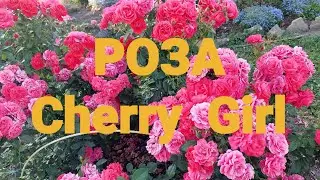 Флорибунда от Кордес- Cherry Girl.