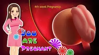 4 Weeks Pregnant: The Beginning of the Embryonic Period