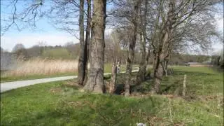 Riet in Voorthuizen