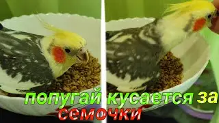 Гучи не даёт семочку!Злой попугай корелла кусается.Попугай не отдает еду