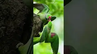 Alexandrine parakeet | Alexandrine parakeet Fighting for a bird's nest | #parrot  #vairalshort