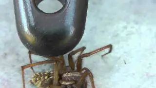 Spider feign Death